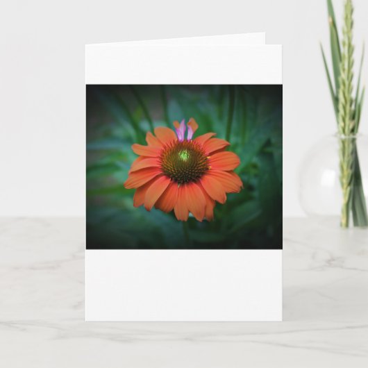 カードのConeflower カード (正面)