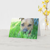 カードのXena カード (黄色い花)