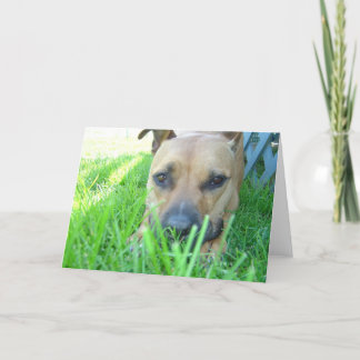 カードのXena カード