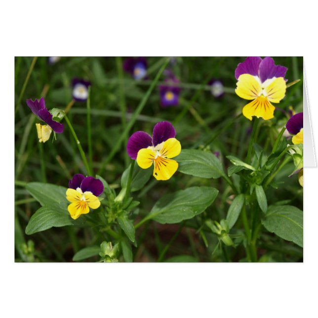 カードをジョニージャンプ持ち上げます (正面横)