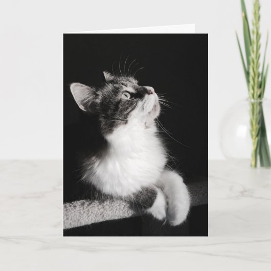 カードを夢を見ることをやめないで下さい カード (正面)