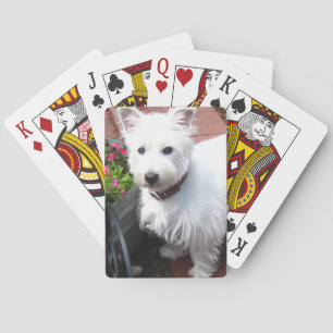 カードを遊ぶ愛らしいWestie トランプ