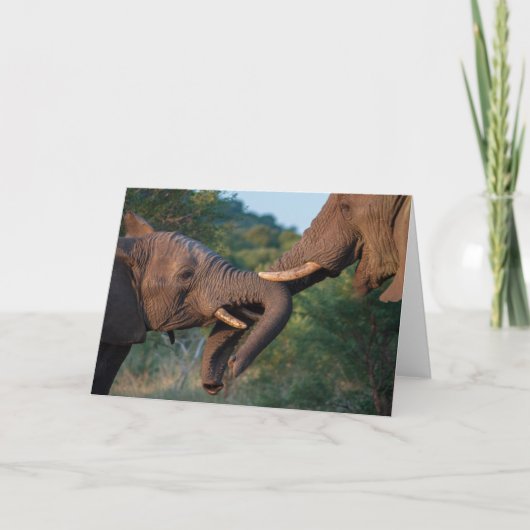 カードを遊んでいる象 カード (正面)