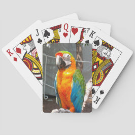 カードを、自然遊んでいる、オウム鳥 トランプ