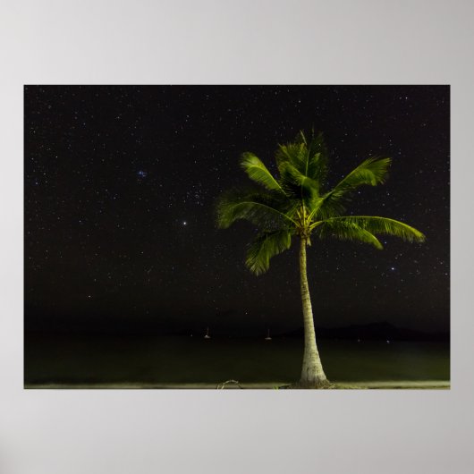 カードウェルパーム ポスター (正面)