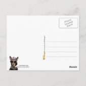 カードシャーク・キング ポストカード (裏面)