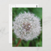 カードタンポポ時計 ポストカード (正面/裏面)