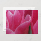 カード上のピンクのチューリップの写真を閉じる ポストカード (正面/裏面)