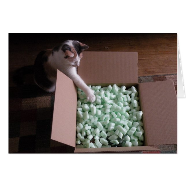 カード満載 – cat (正面横)