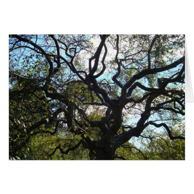 カード生命の樹 (正面横)