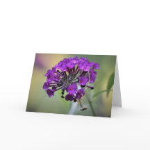 カード祈のマンティス