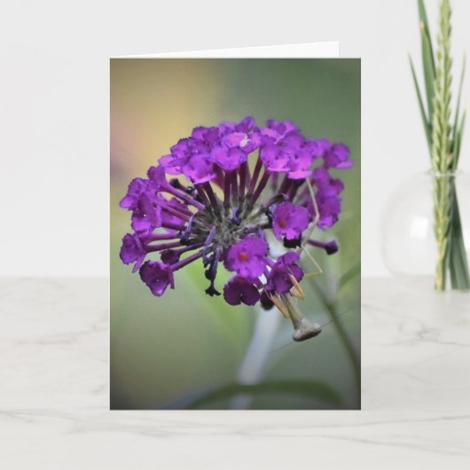 カード祈のマンティス カード (正面)