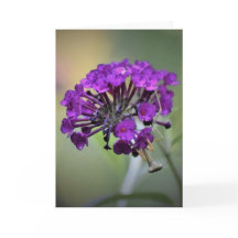 カード祈のマンティス