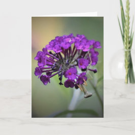 カード祈のマンティス カード