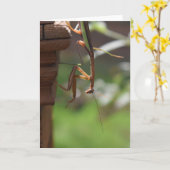 カード祈のマンティス カード (黄色い花)