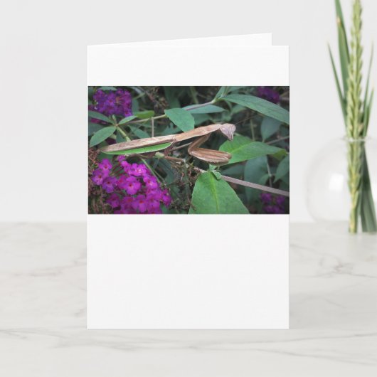 カード祈のマンティス カード (正面)