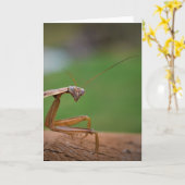 カード祈のマンティス カード (黄色い花)