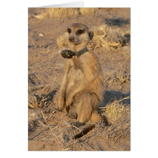 カード9 -快活な望楼 (正面)