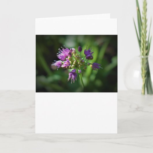 カード・アリウム カード (正面)