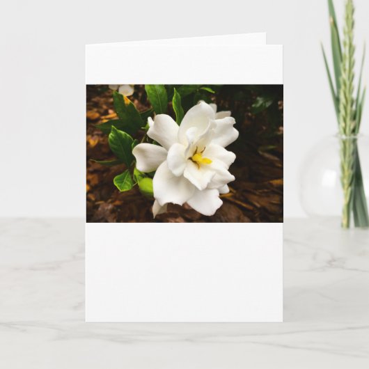 カード・ガーデニア カード (正面)