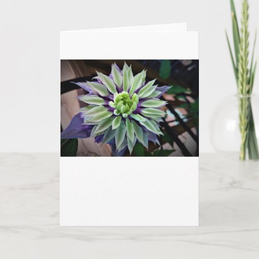 カード・クレマティス カード (正面)