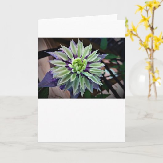 カード・クレマティス カード (黄色い花)