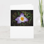 カード・クロッカス カード (正面)