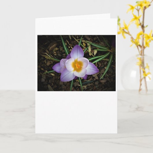 カード・クロッカス カード (黄色い花)