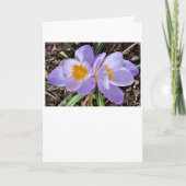 カード・クロッカス カード (正面)