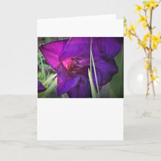 カード・グラジオリ カード (黄色い花)