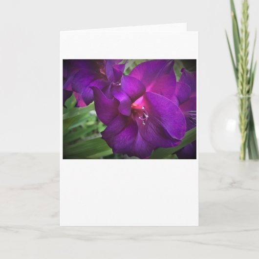 カード・グラジオリ カード (正面)