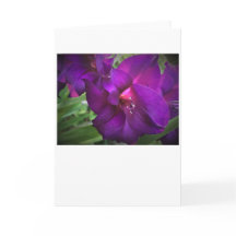 カード・グラジオリ