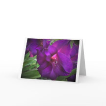 カード・グラジオリ