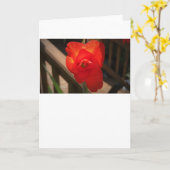 カード・グラジオリ カード (黄色い花)