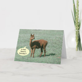 カード – グリーティング – Alpaca Greetings