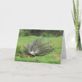 カード – グリーティング – Peacock 2辺 (裏面)