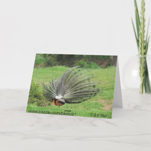 カード – グリーティング – Peacock 2辺 (裏面)