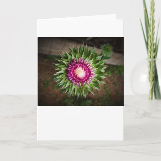 カード・シスル カード (正面)