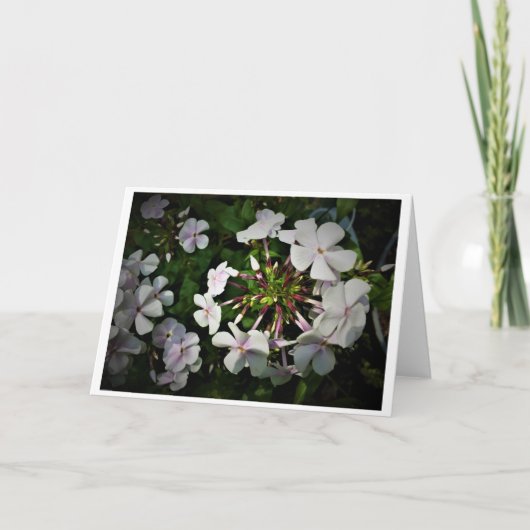 カード・フロックス カード (正面)