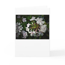 カード・フロックス