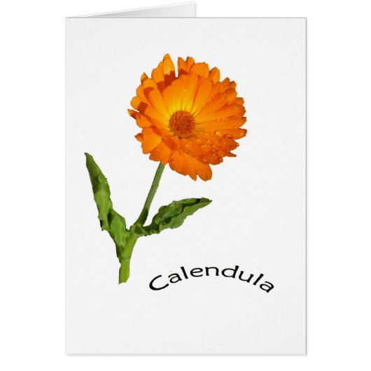 カード-ブランク-ラベルを持つCalendula (正面)