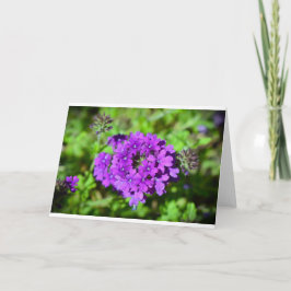 カード・ベルベナ カード