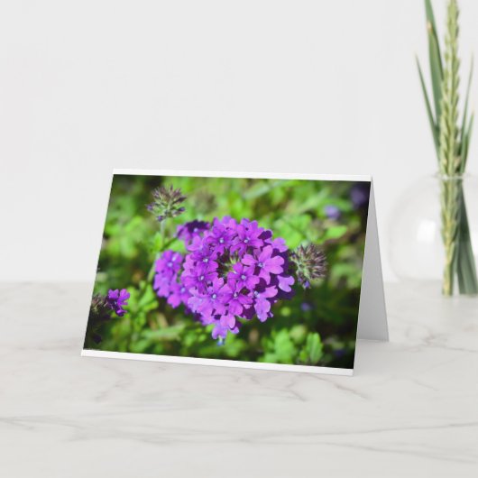 カード・ベルベナ カード (正面)