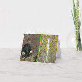 カード – メモ – 黒猫の覗き (正面)