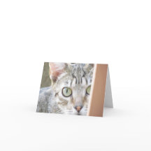 カード – メモ – Forlorn Kitten