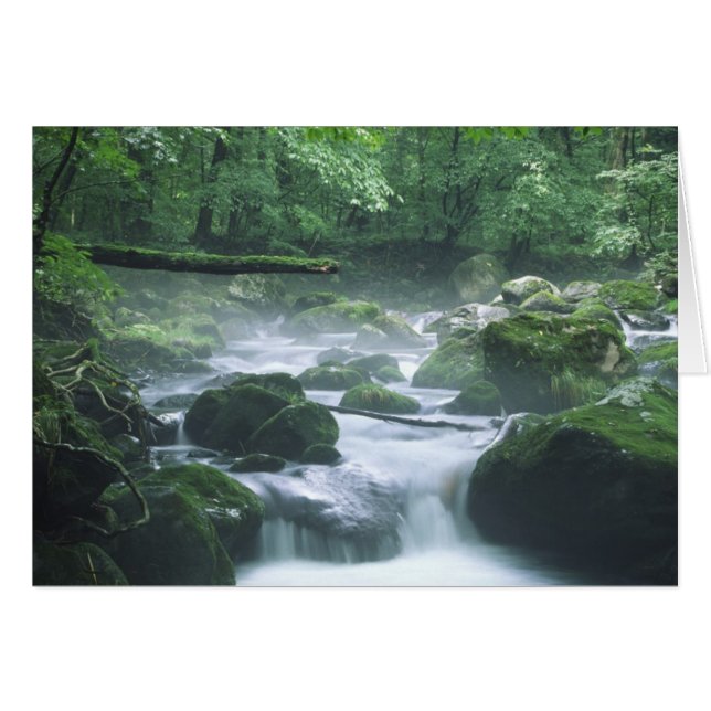 カード – 川 (正面横)