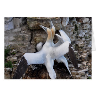 カード: 招くGannets