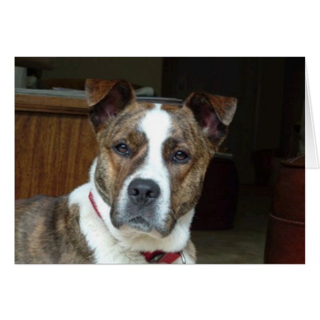 カード: 気高い犬 (正面横)