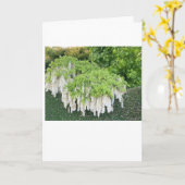 カード/美しい/藤/庭園/自然/白い花 カード (黄色い花)