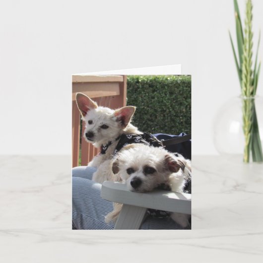 カード – 2枚 (正面)